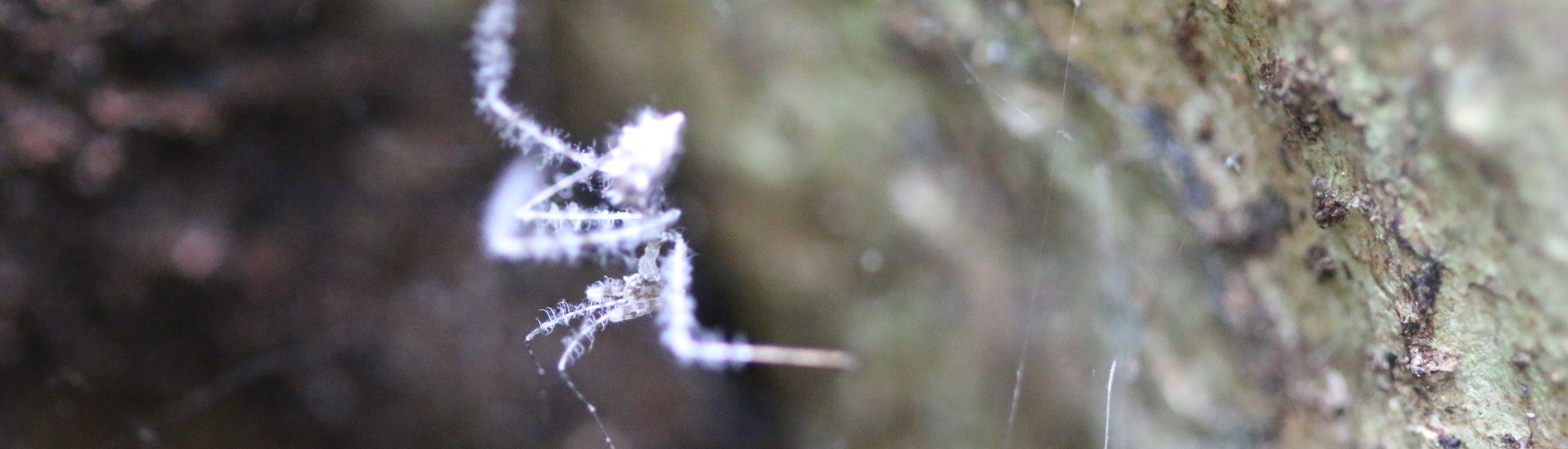 Emesine nymph on spider web