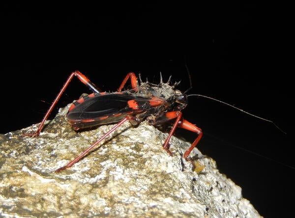 Psyttala sp. in Cameroon