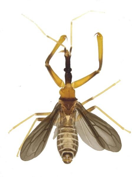 Enicocephalidae