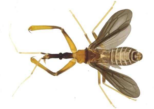 Enicocephalidae Thailand