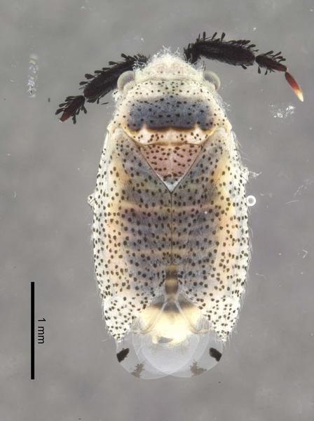 Larinocerus balius