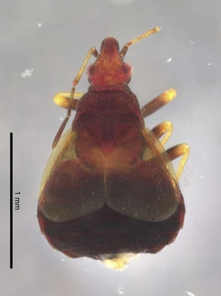 Loricula pselaphiformis