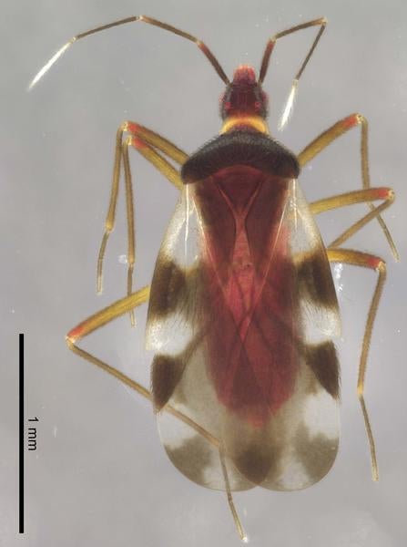 Plokiophilidae
