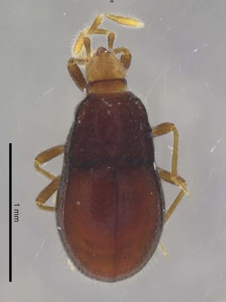 Vianaidinae