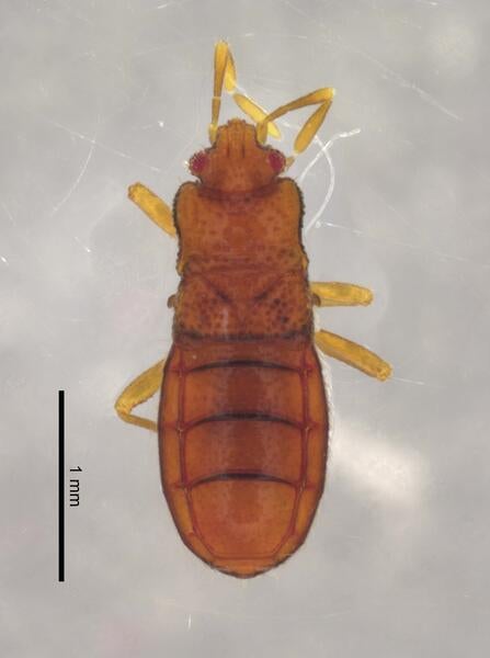 Thamaumastella namaquensis