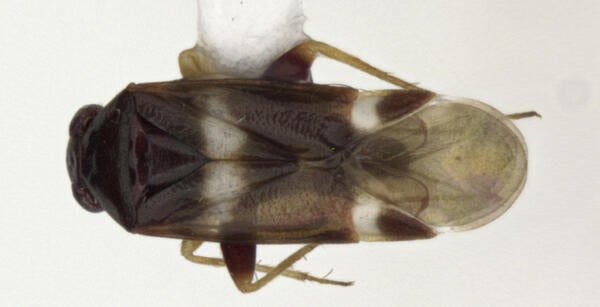 Tuxedo bug