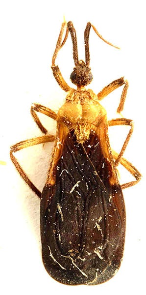 Abelocephala