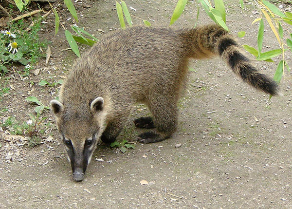 Coatimundi