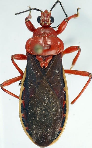 Ectrichodiinae