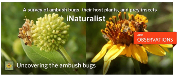 iNaturalist Ambush Bugs survey