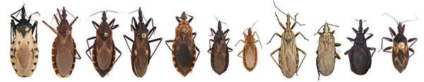 Kissing Bugs