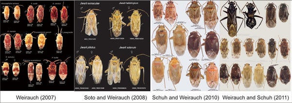 Miridae