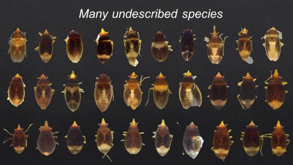 Nannocoris overview