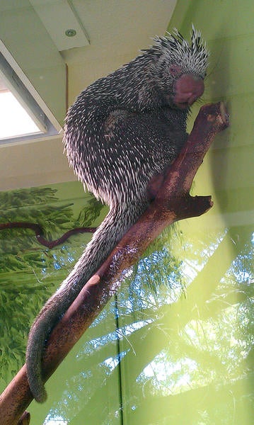 Arboreal Porcupine