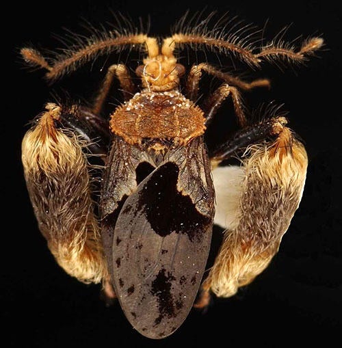 Psidnicus
