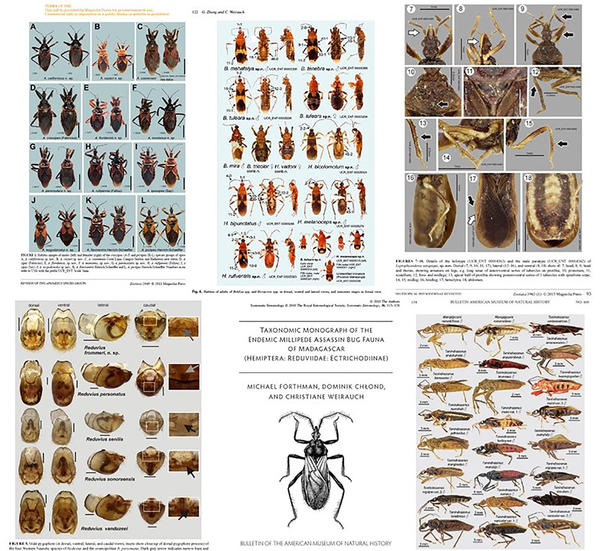 Reduviidae revisions