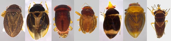 Schizopteridae banner