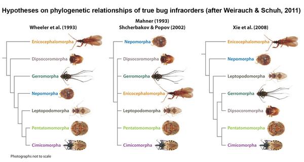 Hypotheses on phylogenic relationships of true bug infraorders