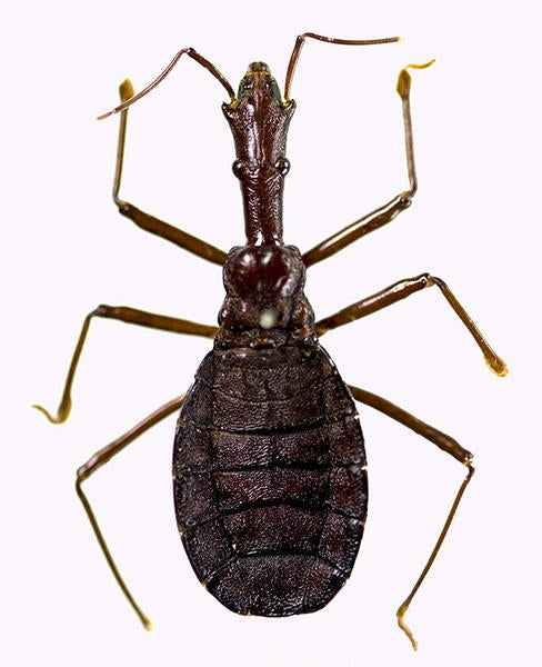 Xenorhyncocoris Caraboides