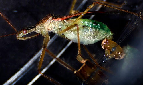 Apiomerus laying eggs
