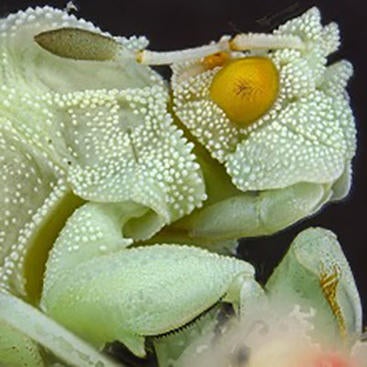Phymata Pacifica