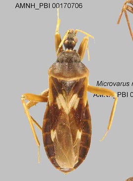 Pseudocetherinae
