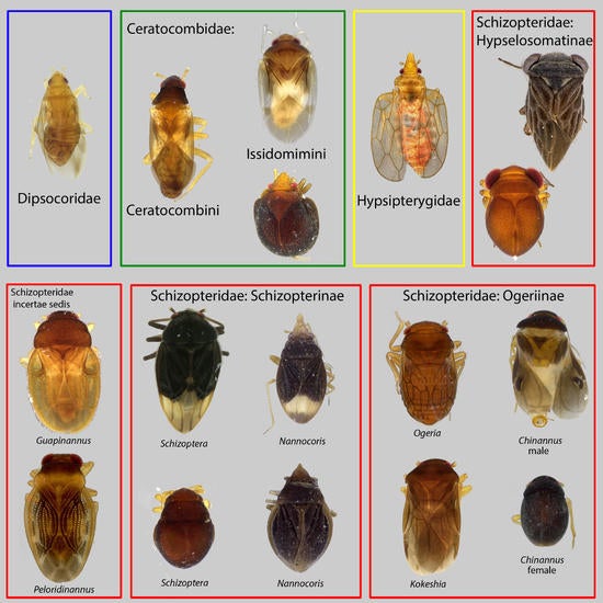Dipsocoromorpha diversity