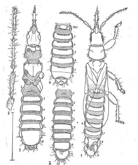 Stemmocryptidae