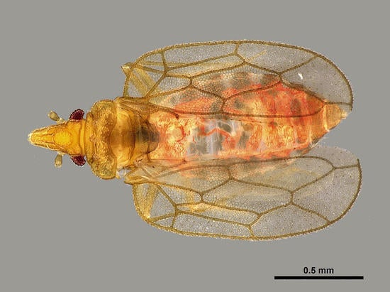Hypsipterygidae