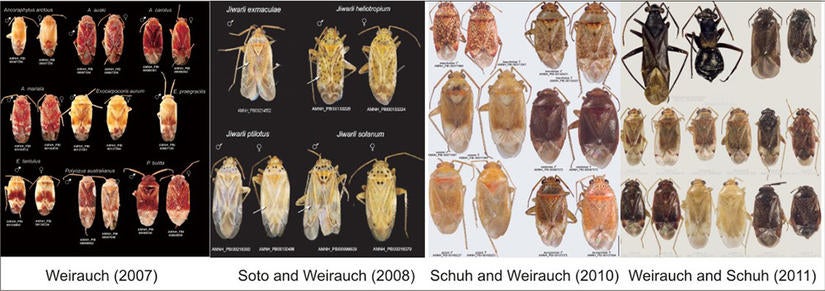 Miridae | Heteropteran Systematics Lab