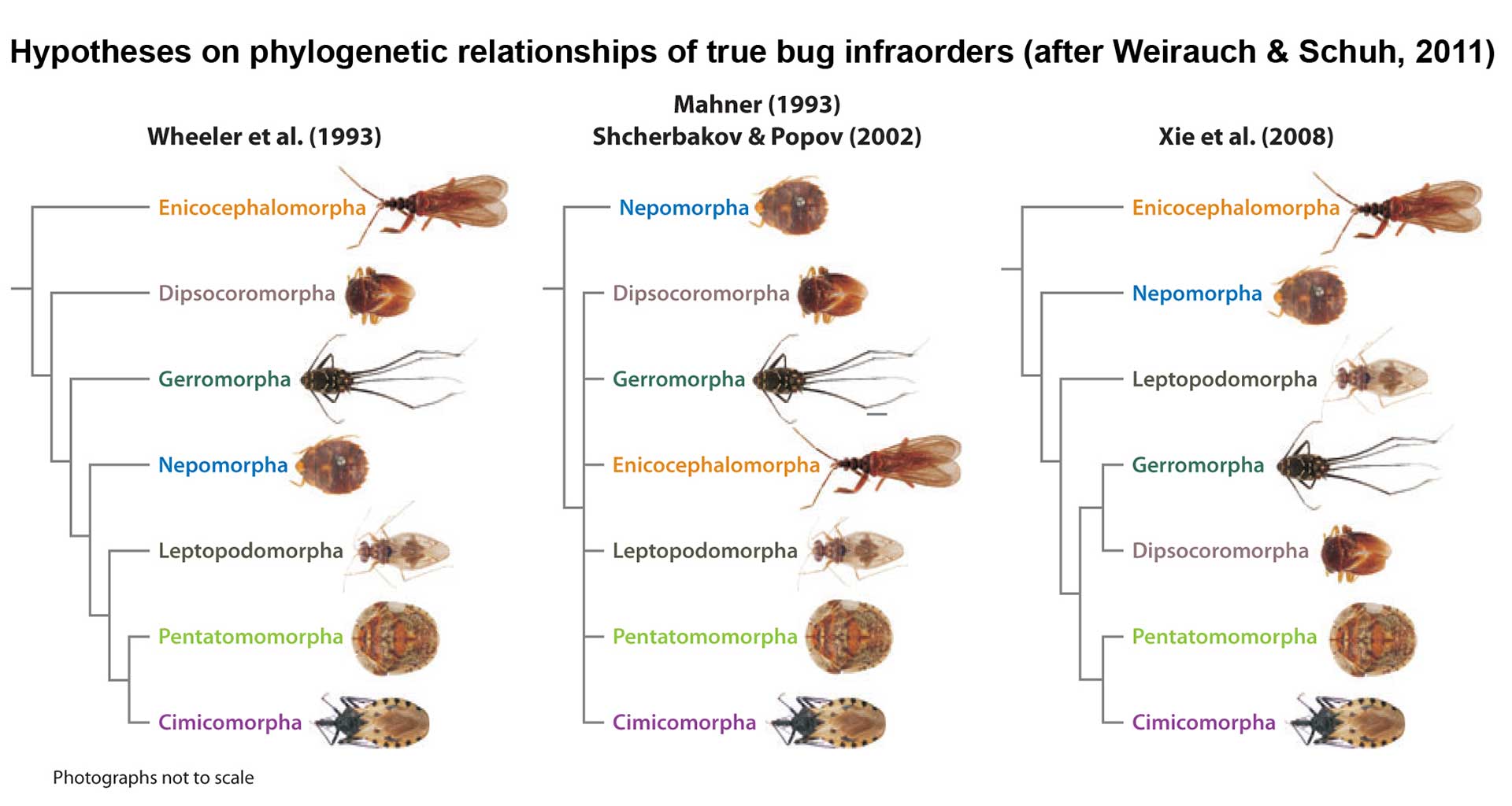 Hypotheses on phylogenic relationships of true bug infraorders