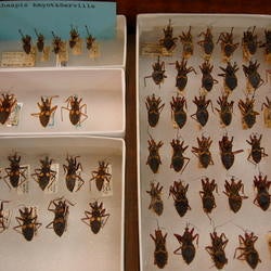 AMNH Reduviidae