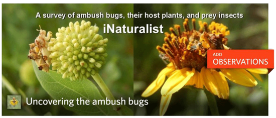 iNaturalist Ambush Bugs